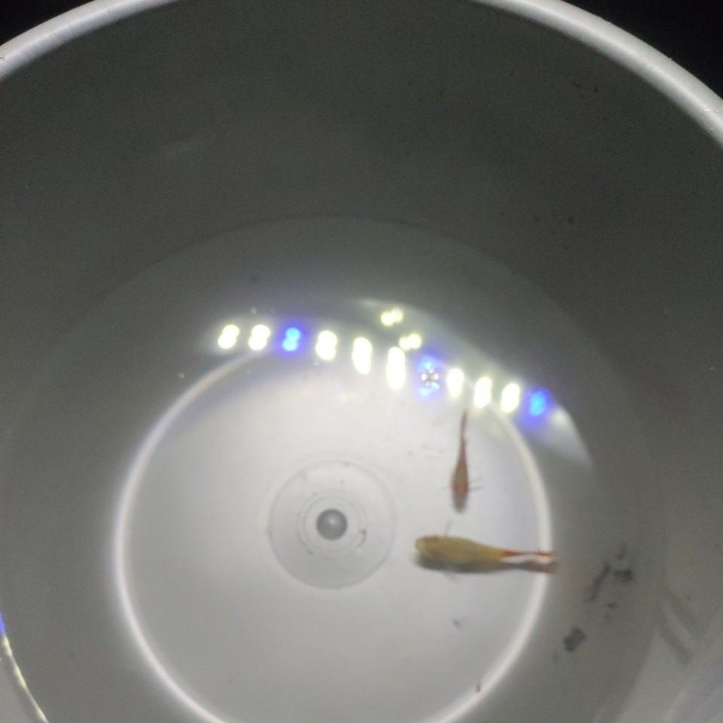 Guppy albino tuxedo koi