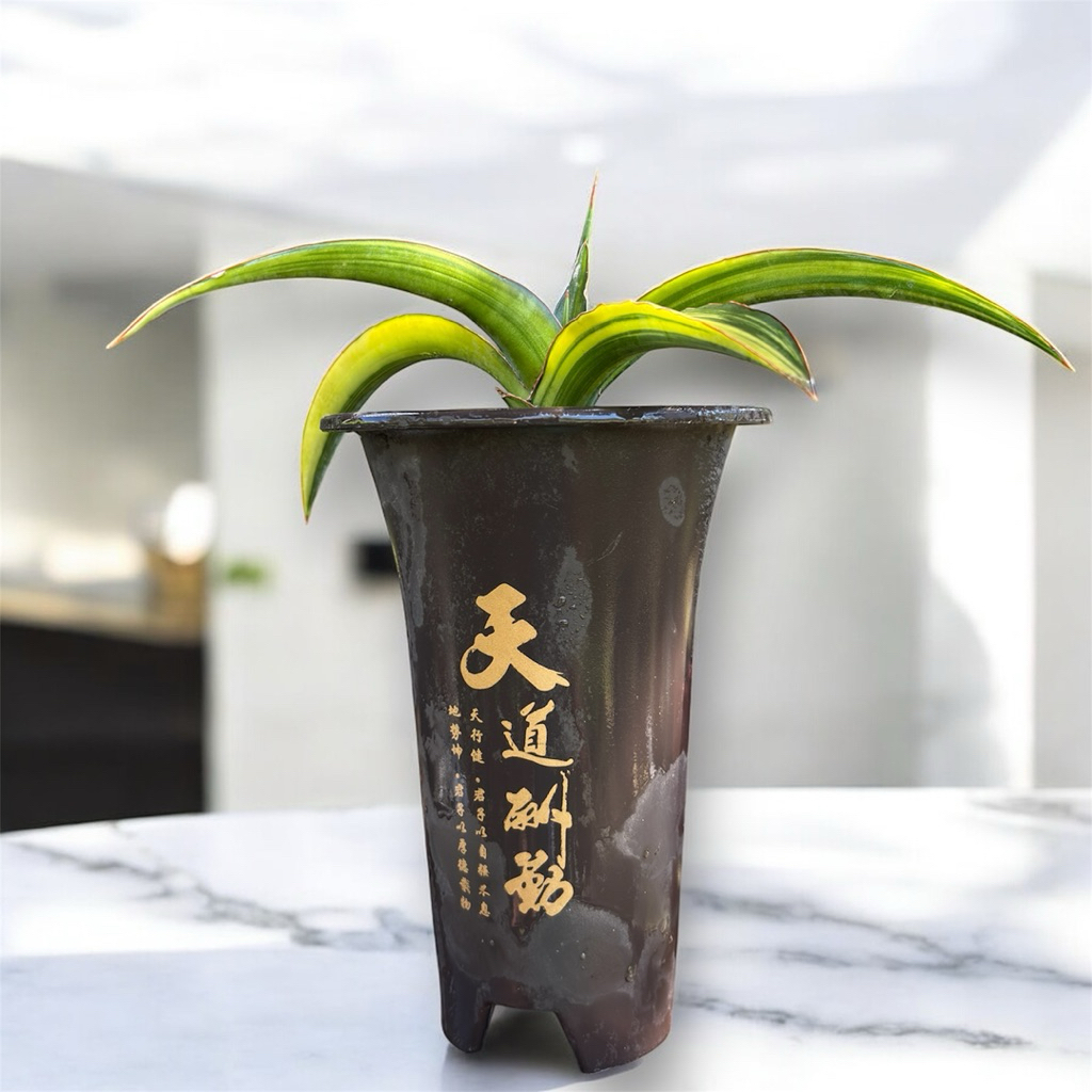 tanaman hias sanseviera HYBRID PINGTOM VARIGATA (pinguicula x tom grumble) sansevieria sansevera san