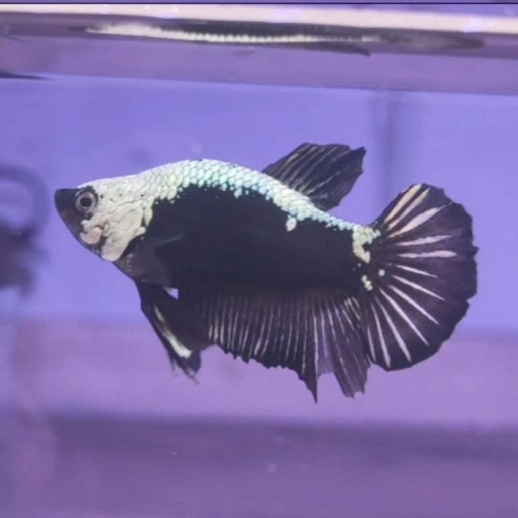 IKAN CUPANG PK BONSAI SAMURAI