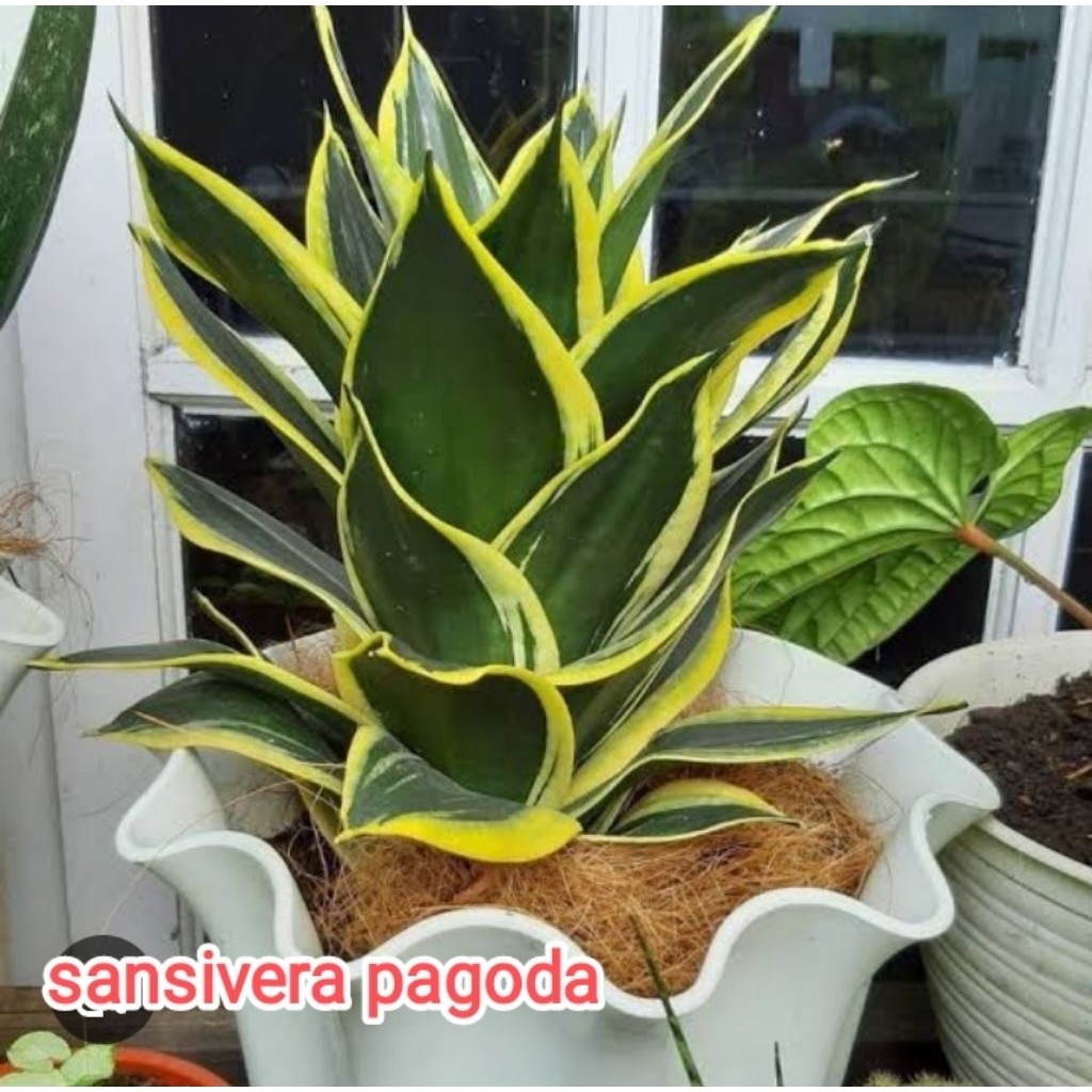 tanaman hias sansivera pagoda jumbo