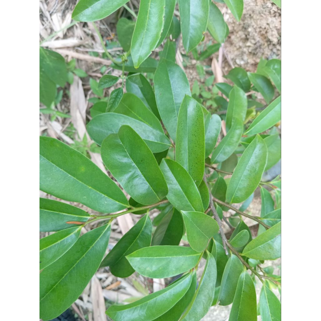 

promo daun sirsak segar per 100gram