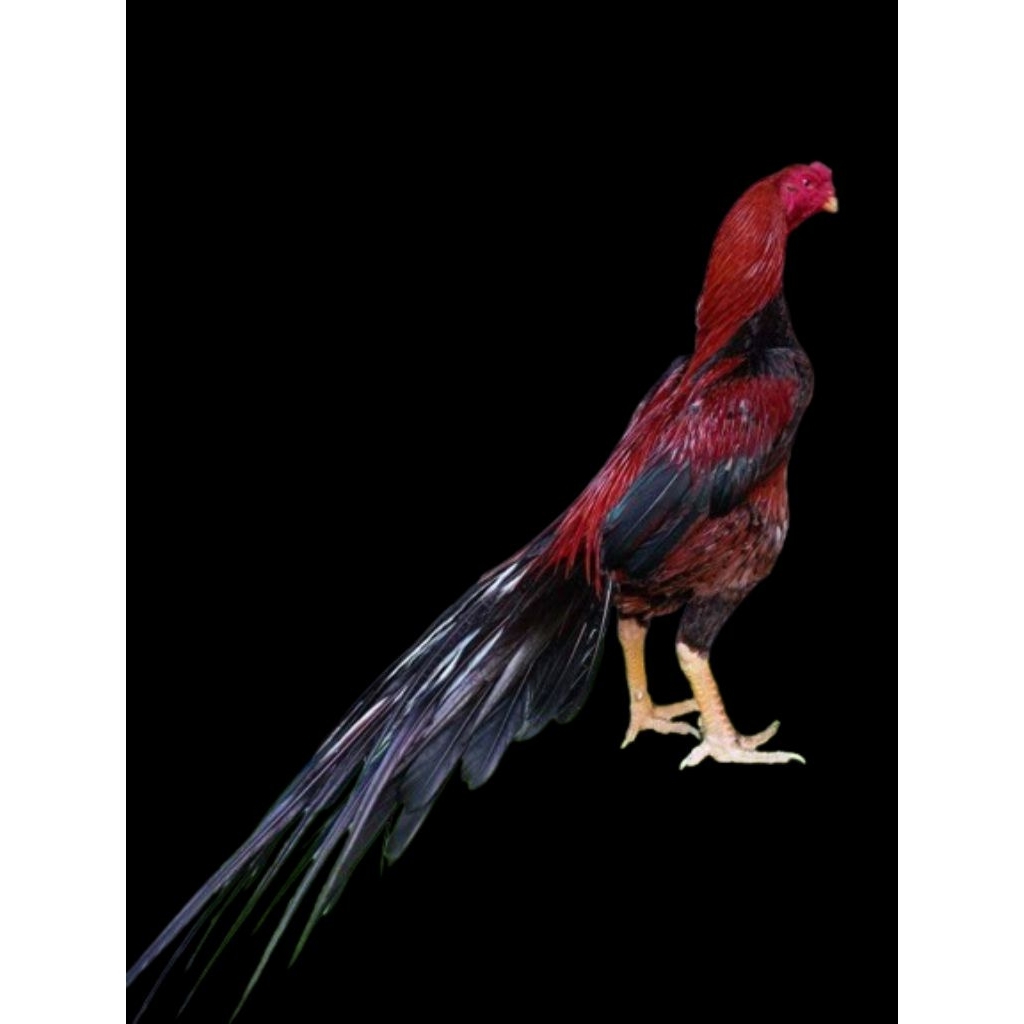 

telur vertil ayam bangkok ekor lidi