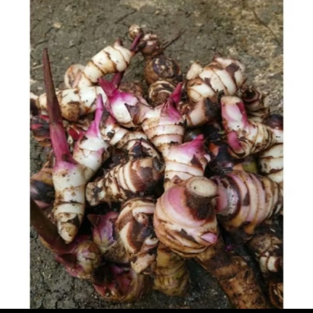 

Umbi ganyol atau ganyong segar per 500 gram