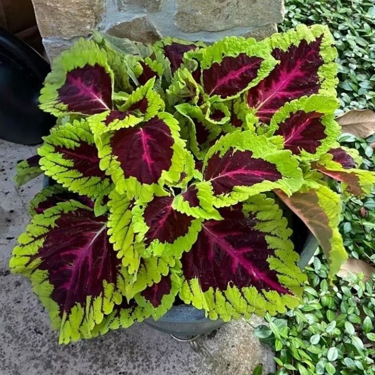 PROMO TANAMAN HIAS MIANA RED YELLOW - TANAMAN MIANA DAUN RIMBUN BERAKAR