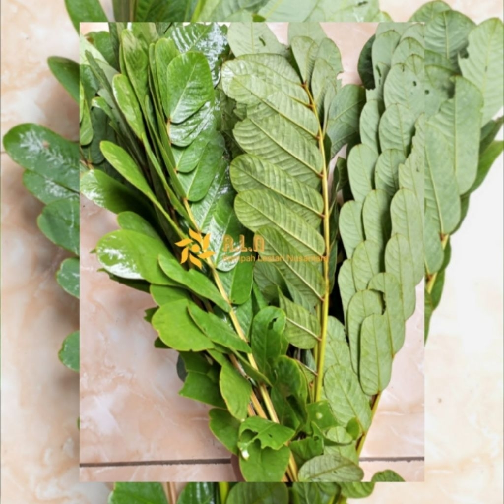 

Daun kimanila segar | kimanila fresh 500 gram