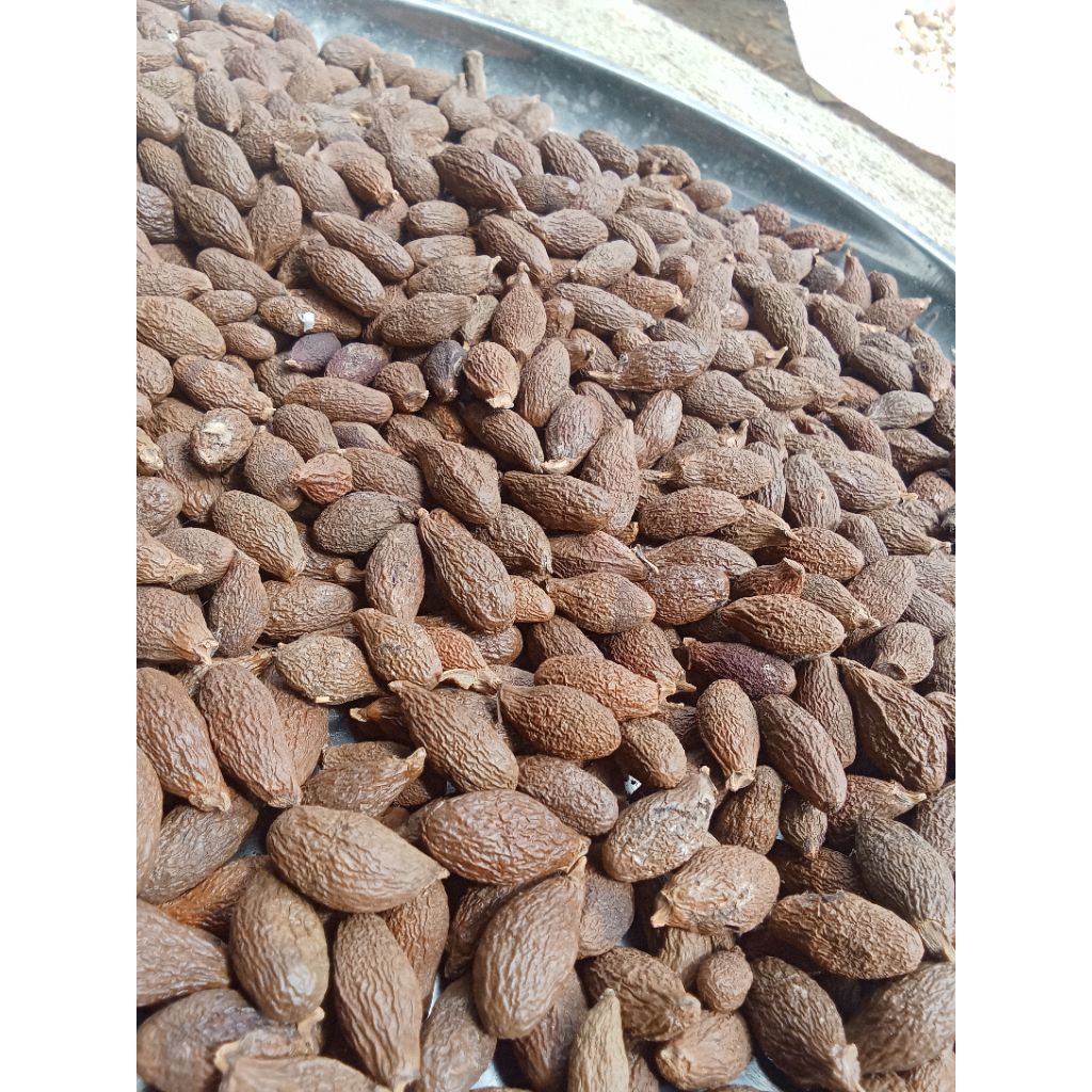 

tempayang kering kualitas terbaik