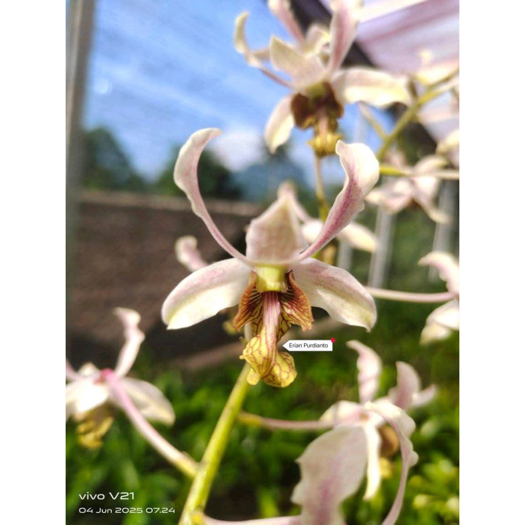 Dendrobium Reyna (macrophyllum x lineale blue)dewasa