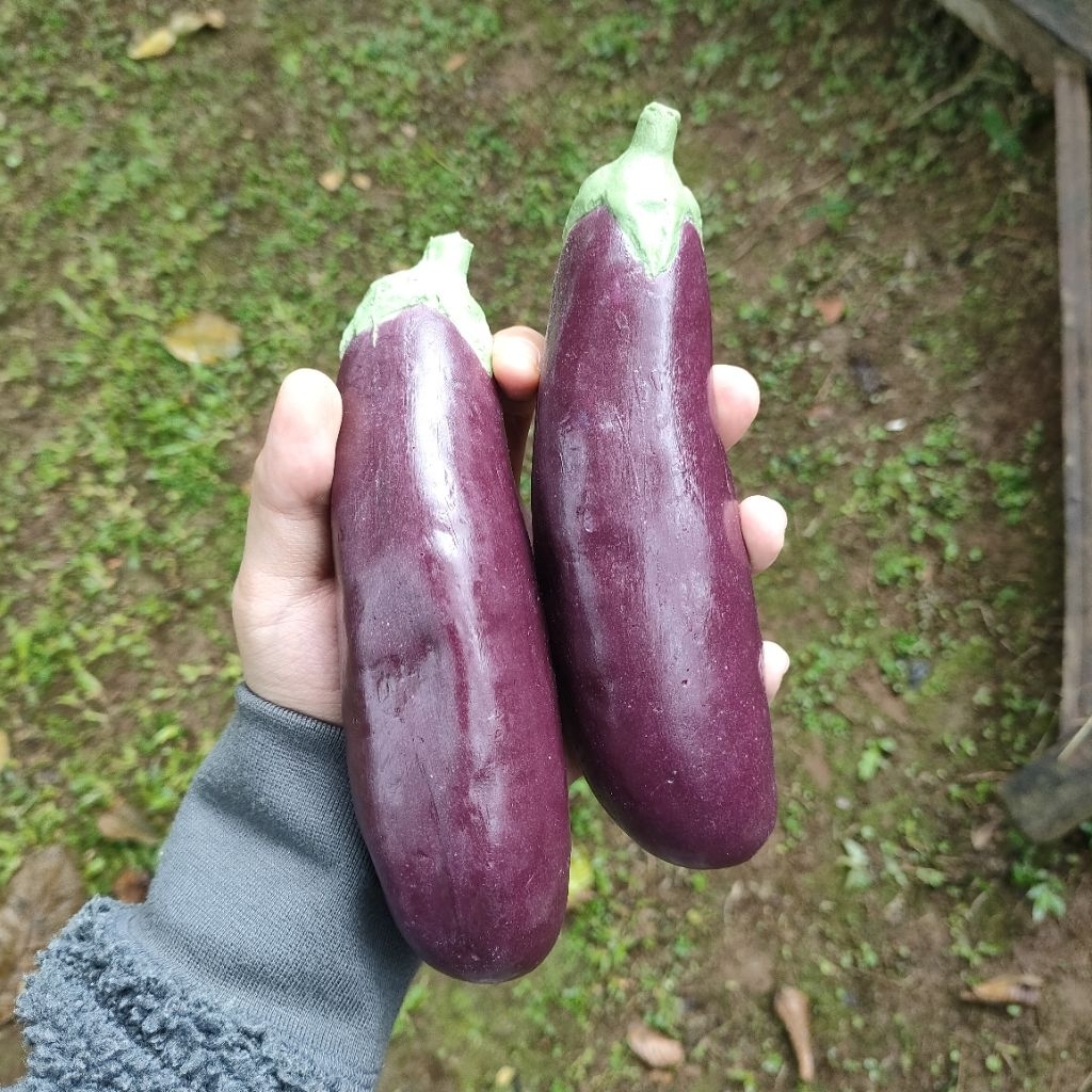 

Replika Sayuran Terong (1pcs) / Dummy sayuran / Edukasi / Sayuran palsu / Dekorasi