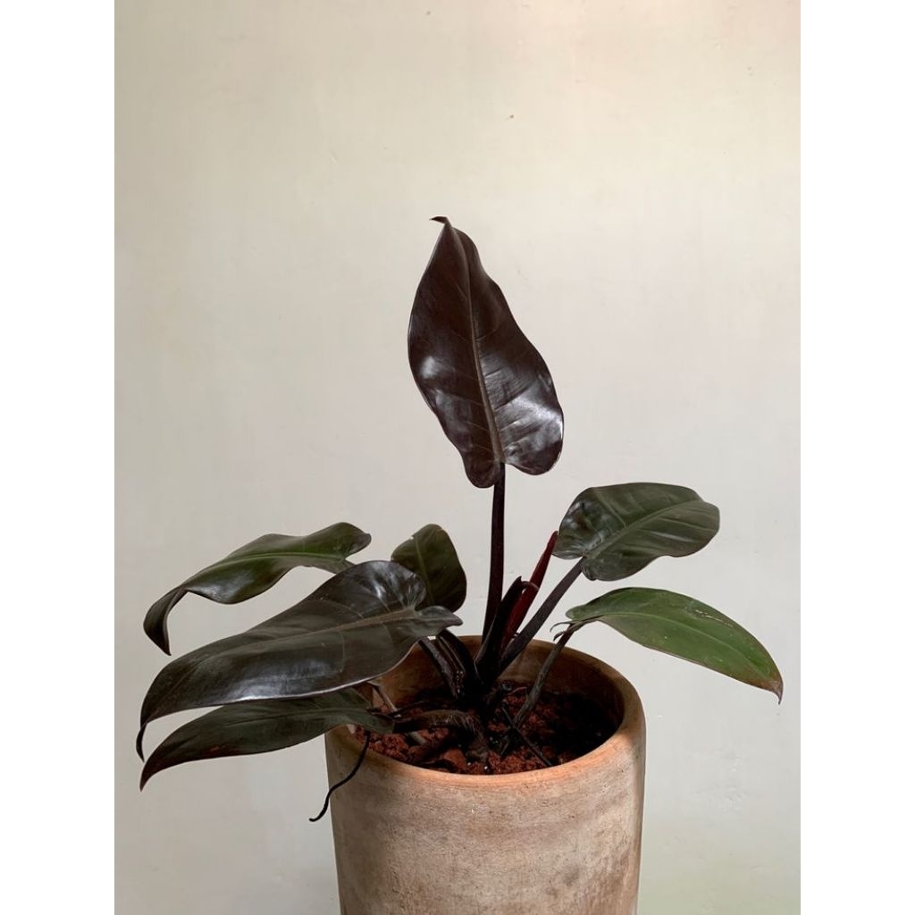 Tanaman Hias Philodendron Black Cardinal - Philodendron Black Majesty