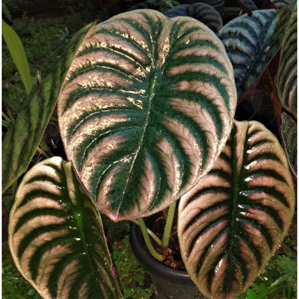 Tanaman Hias Alocasia Cuprea Red Scret - Alocasia Red Mambo
