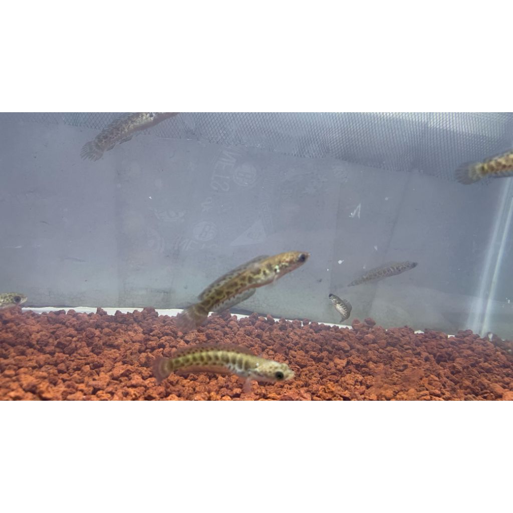 Cana auranti 2-4 cm WC