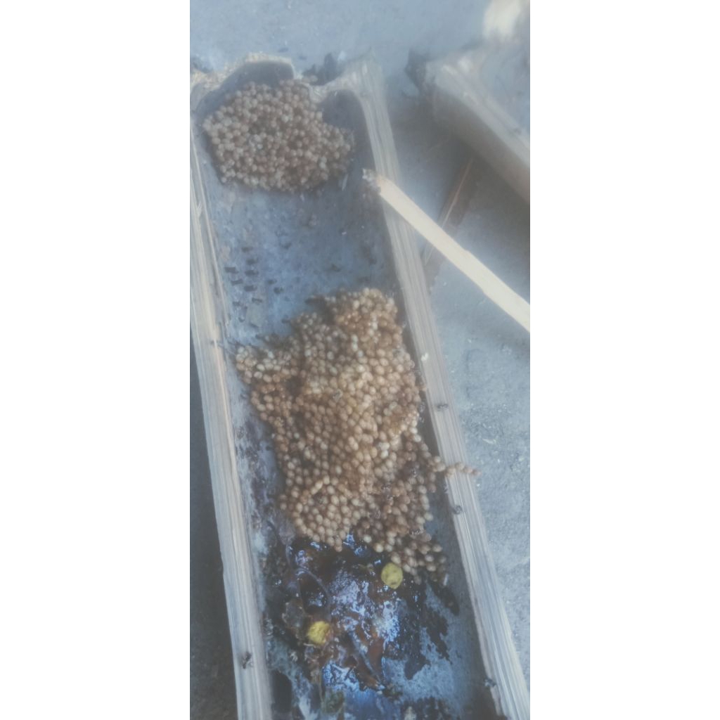 

telur pekerja+koloni klanceng/tewul/kele/kelulut/trigona leviceap