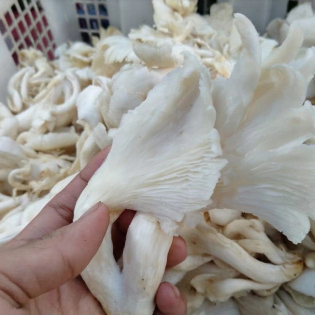 

Jamur tiram segar