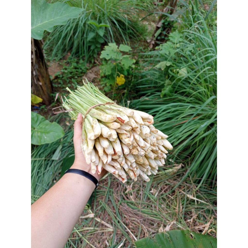 

Serai/Sereh,segarbumbumasakPenyedapmakan