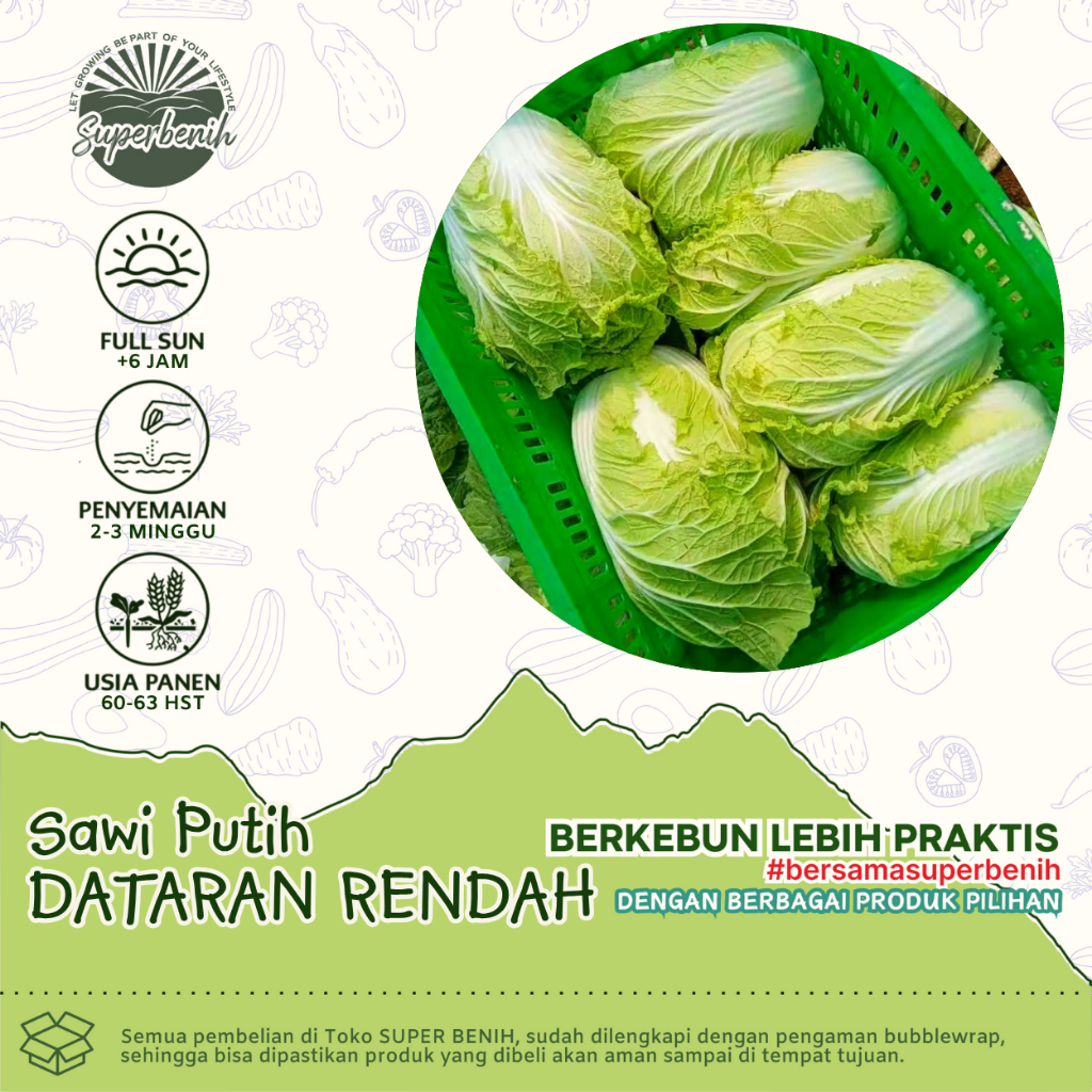 25 Biji - Benih SAWI PUTIH DATARAN RENDAH, Tahan panas, khusus dataran rendah