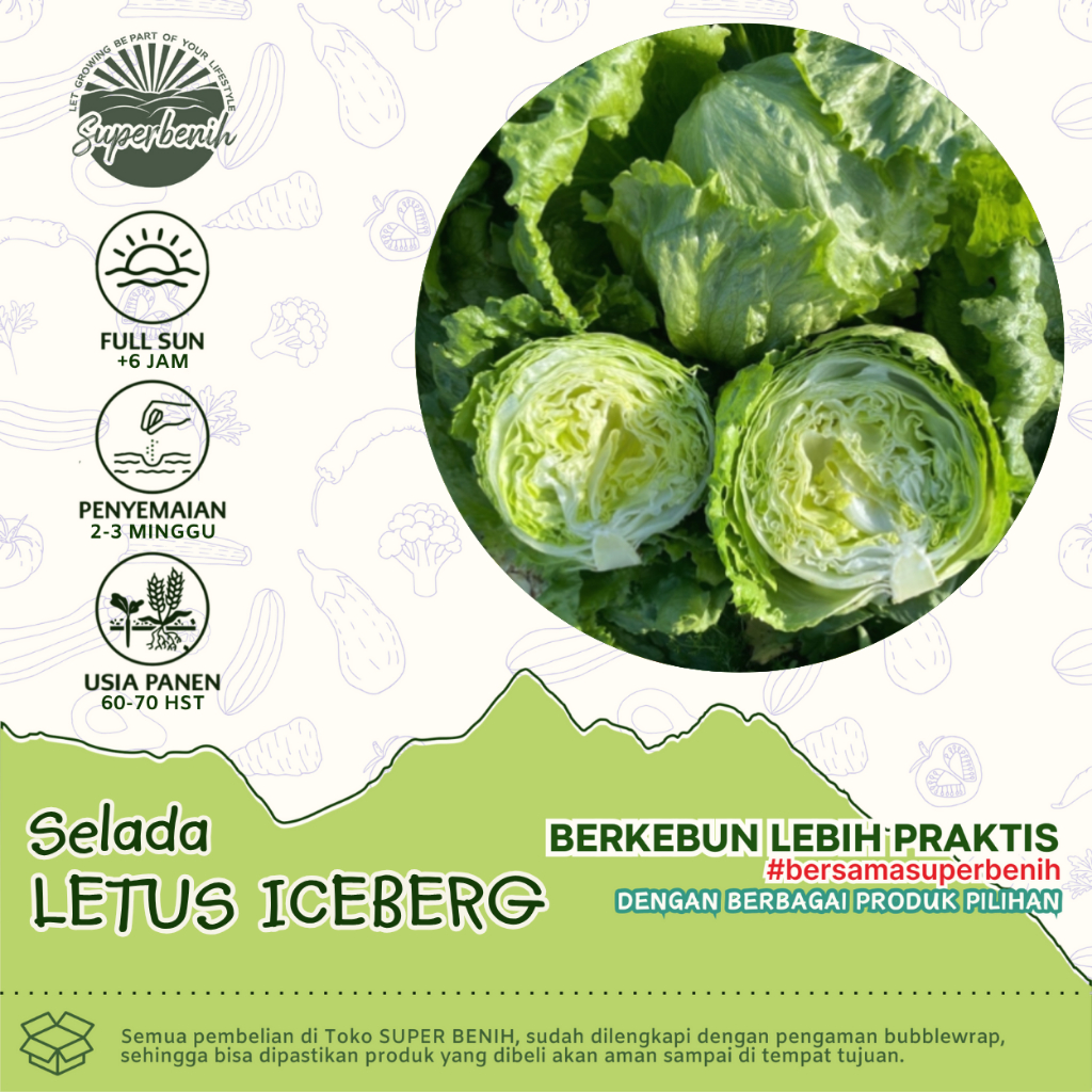 100 Biji - Benih Selada LETUS (Selada Kepala), selada kebab