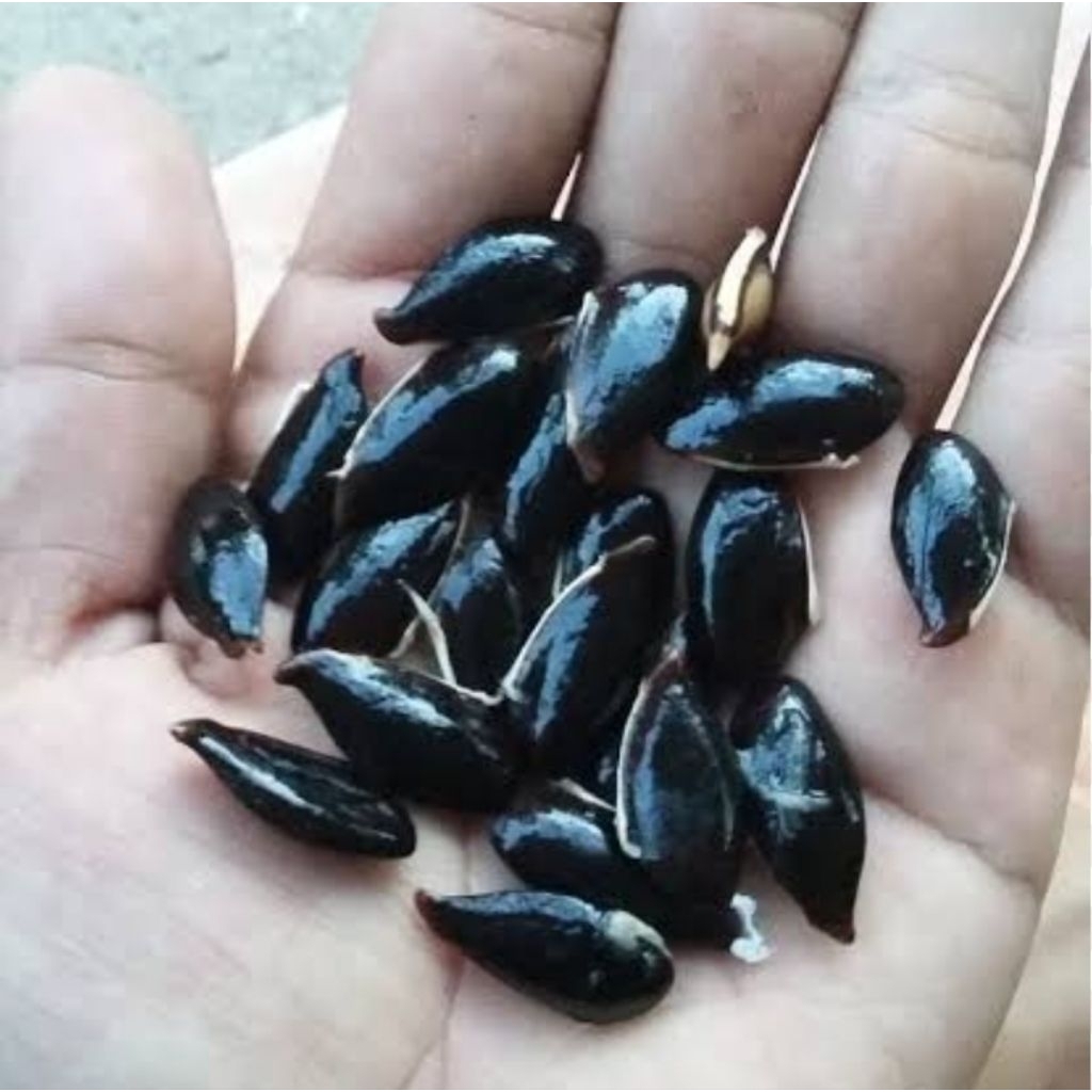 Biji sawo super benih biji sawo unggul-az