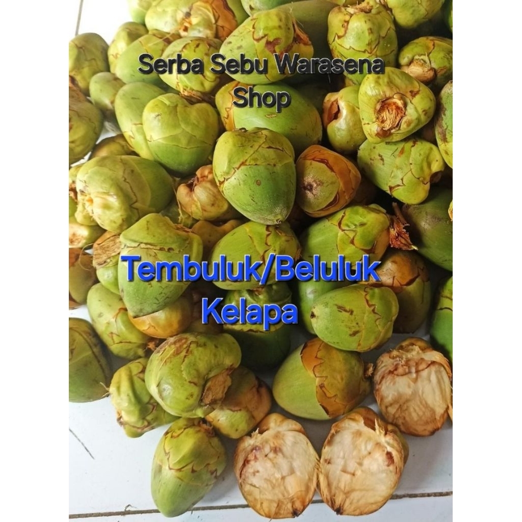

Tembuluk beluluk kelapa