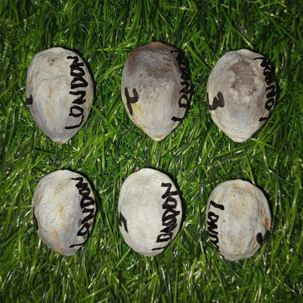 Muncang Adu Jayanti London Original AA MUNCANG