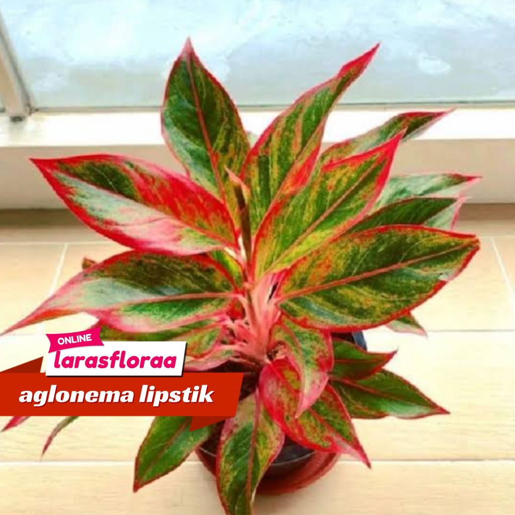 Tanaman Aglonema Lipstik Rimbun bunga Hias Aglonema Lipstik Merah pohon Aglonema Siam Aurora/ Bunga 