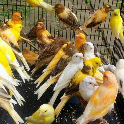 Kenari Seri AF Paud Cerah Gelap Trah Malang Palmerah