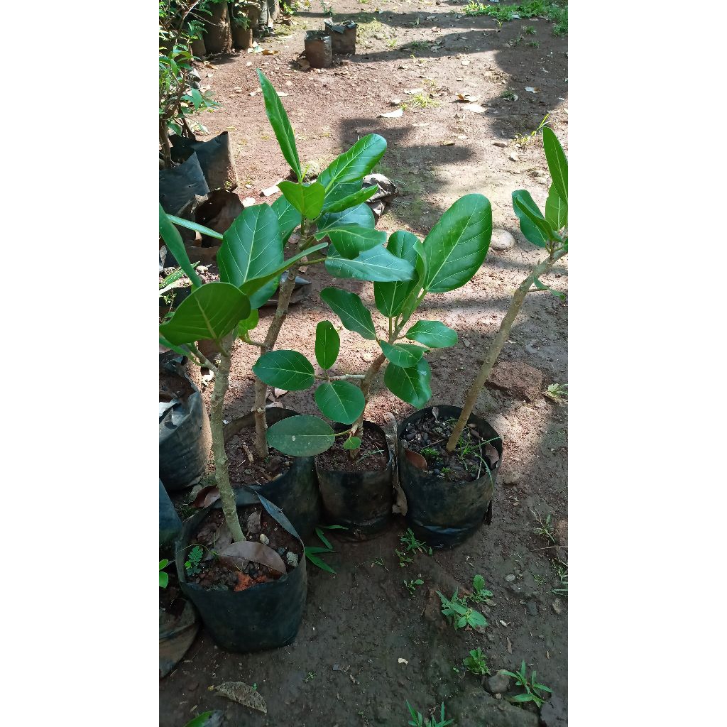 ficus bengalensis audrey sudah berakar di kirim random