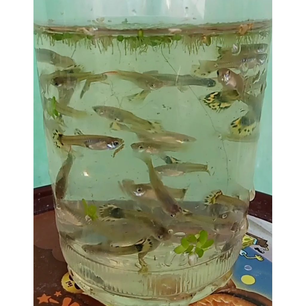 hiasan aquarium ikan Guppy jenis leopard