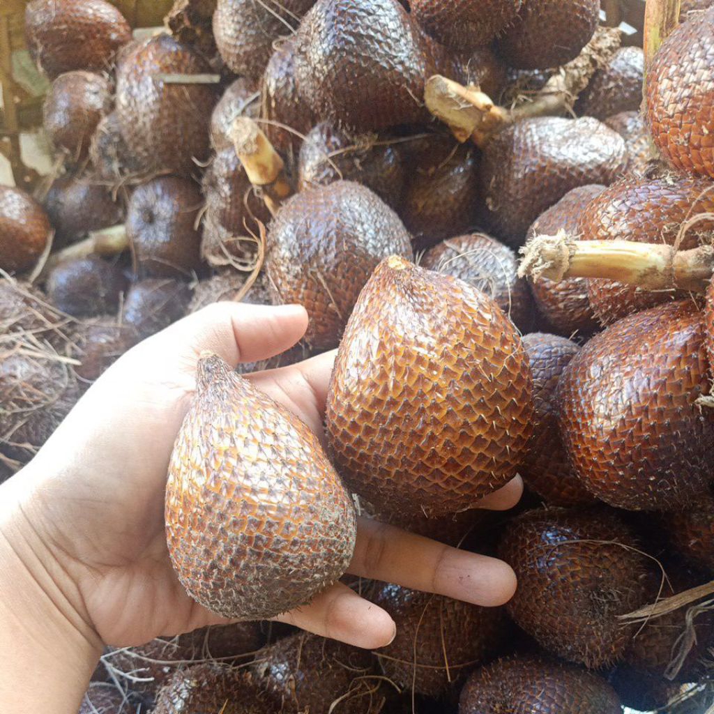

salak pondoh turi sleman