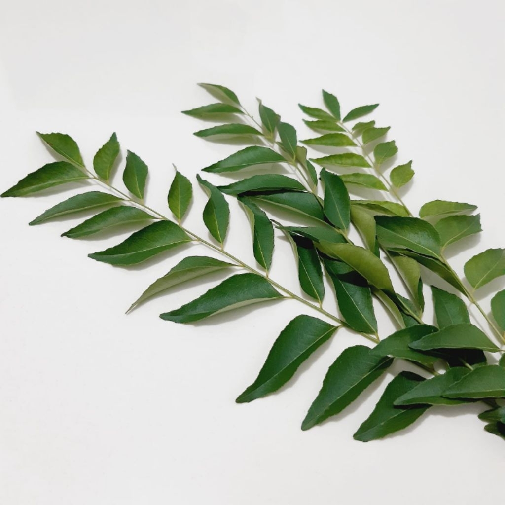 

[10gr] Daun Kari Segar | Fresh Curry Leaf | Daun Kari Masak | Bumbu Rempah Daun Kari | Cooking Curry Leaf | Bumbu Masak