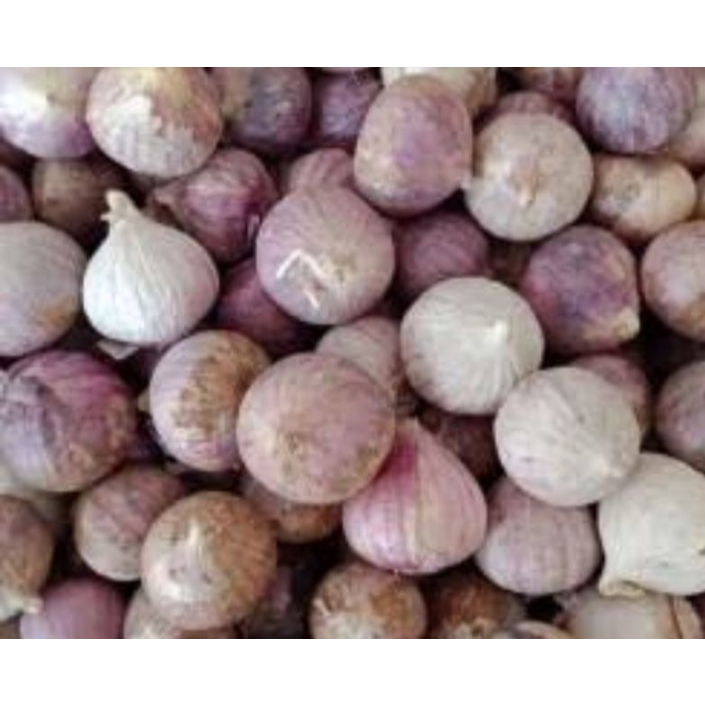 

bawang putih tunggal atau bawang lanang 500g banyak manfaatnya di buat obat stock terbatas