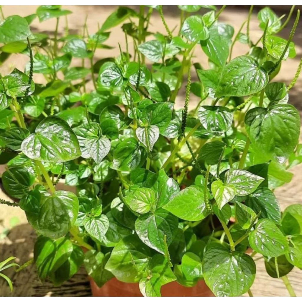 

daun sirih cina/ ketumpang air murah 1kg