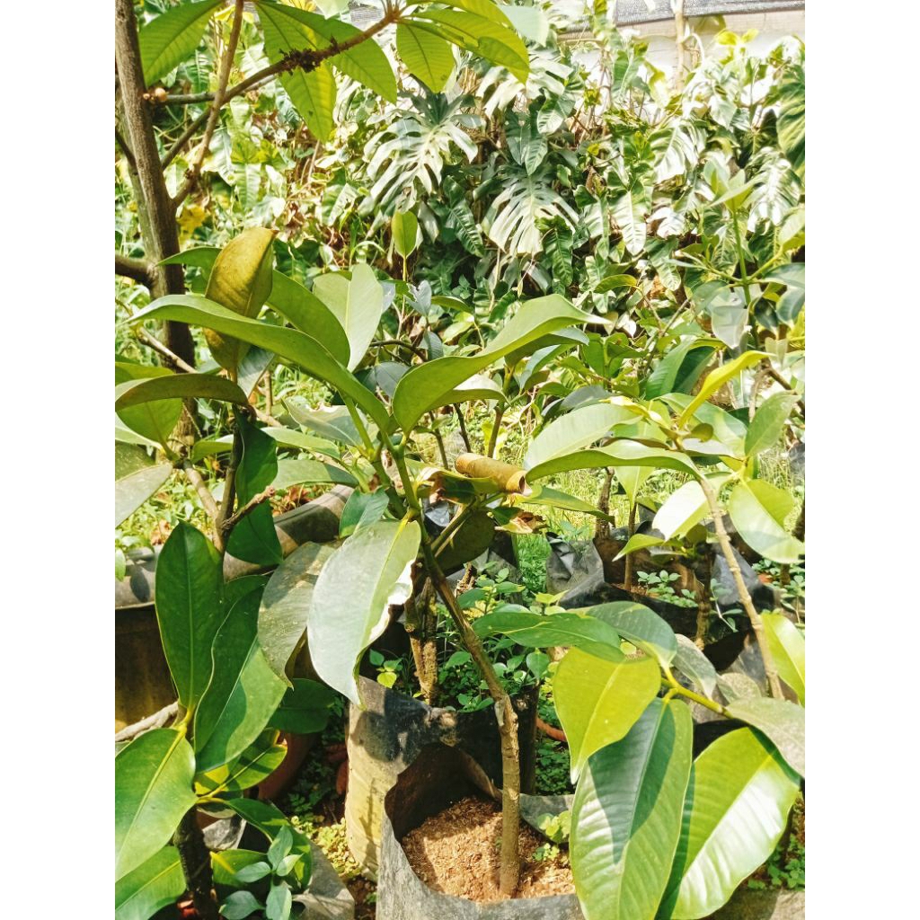 Bibit Pohon Manggis puith langka