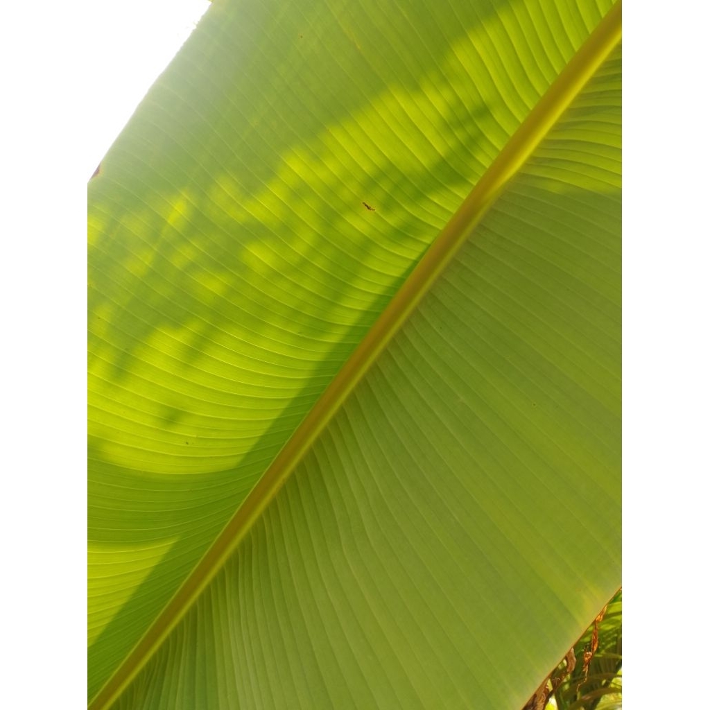 

Daunpisang. Alaskukusan. Alaspepes