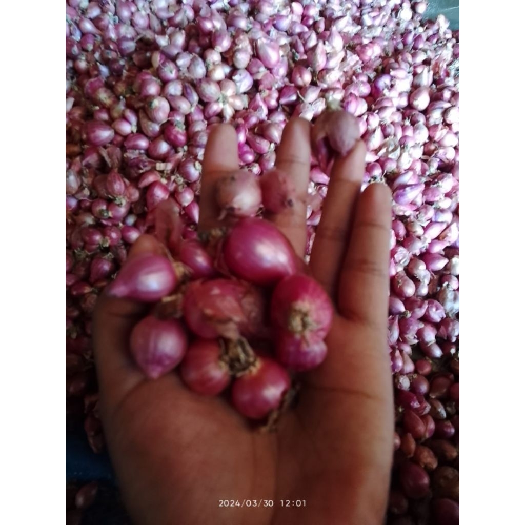 

bawang merah nganjuk