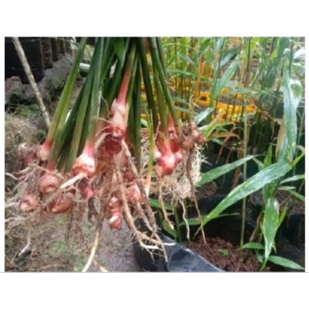 

JAHE MERAH/JAHE MPRIT/100gr