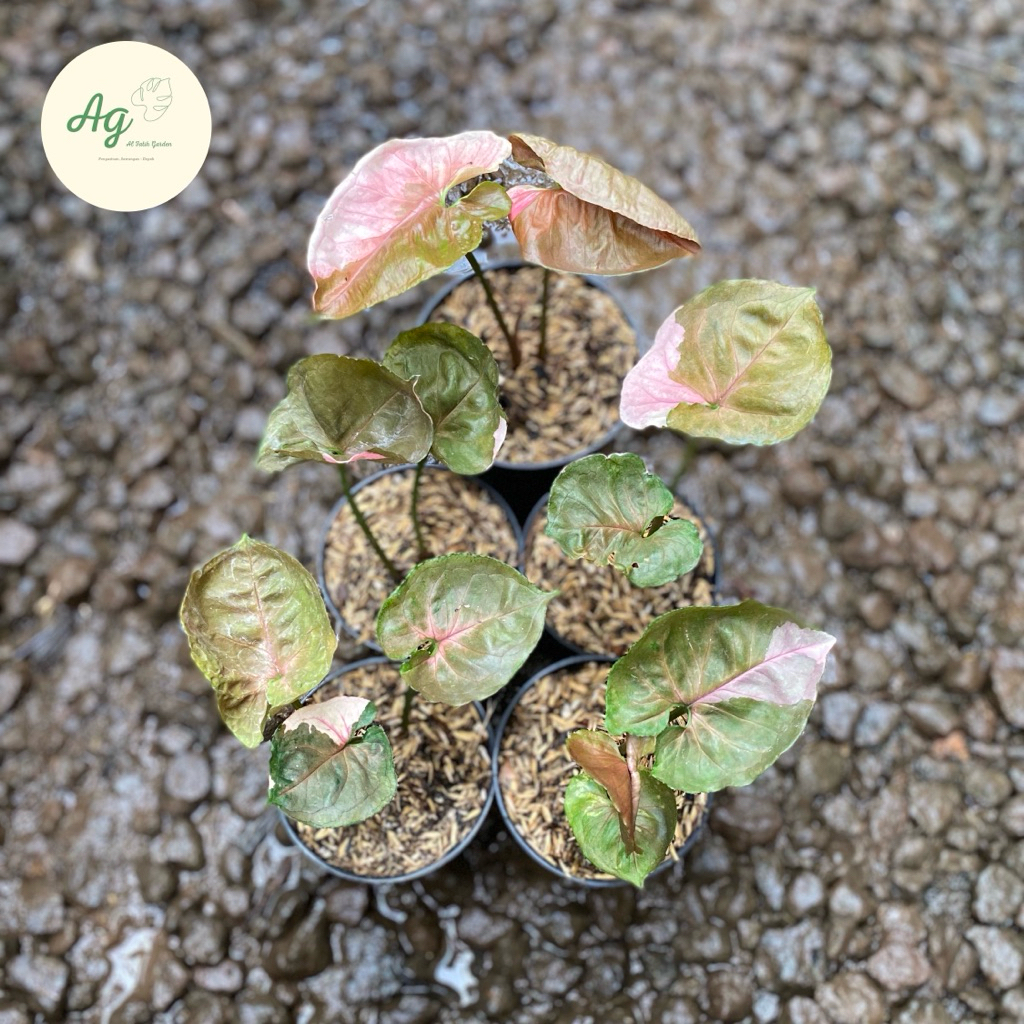 Syngonium strawberry ice