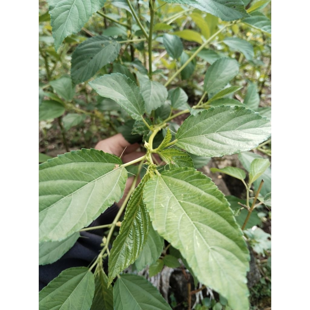 

daun bayam molokhia mulukhiyah fresh 200gram