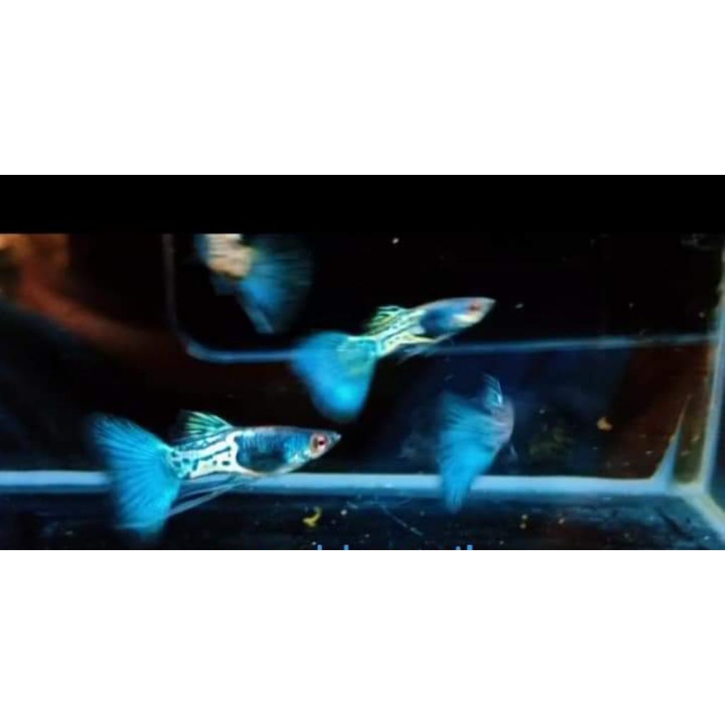 ikan Guppy MSSBT hiasan aquarium