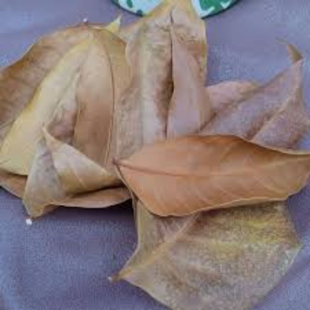 

daun mahoni kering 100 lembar