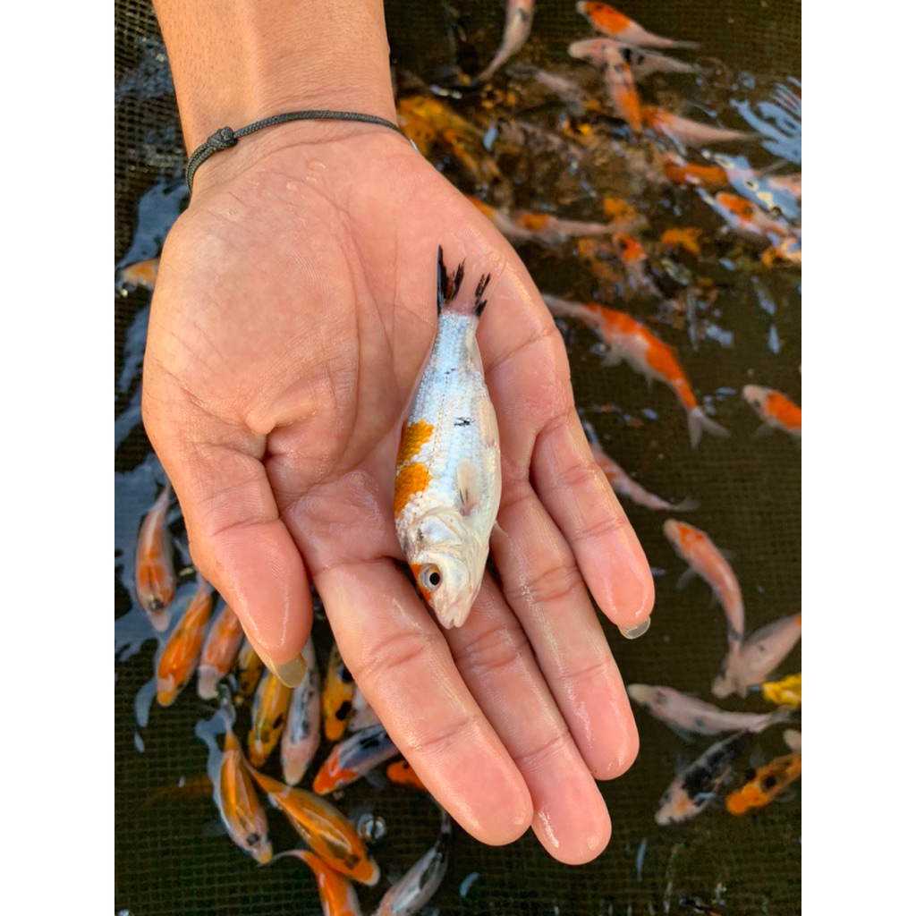 

ikan mix koi