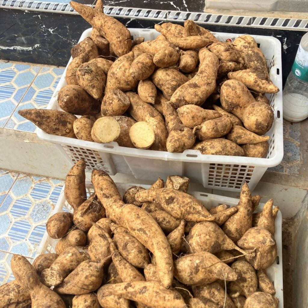 

UBI KETELA MADU 500g