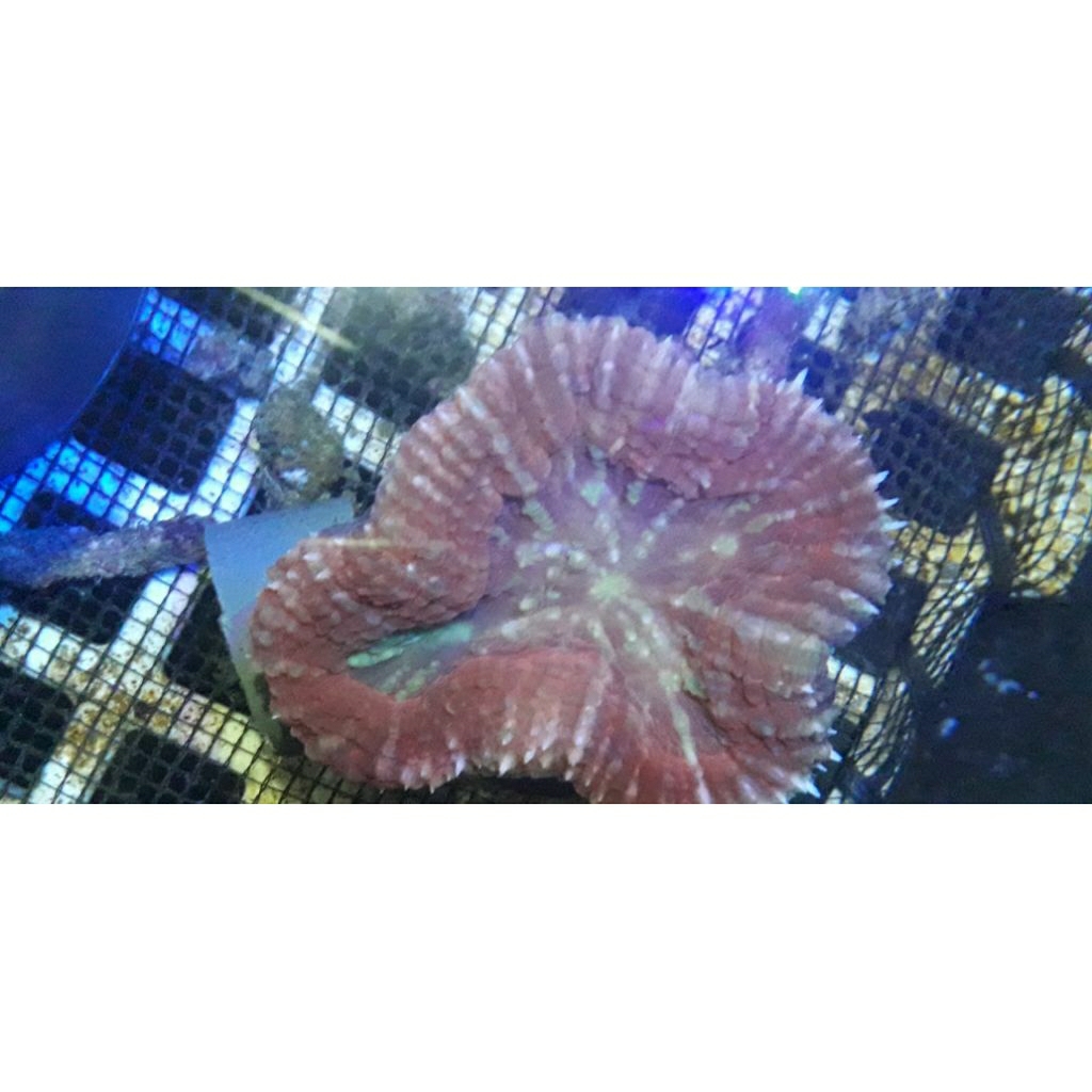 

SOFTCORAL LOBO DAGING MERAH XL