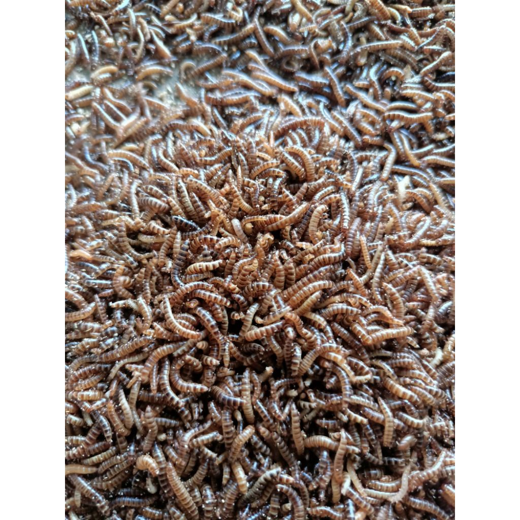 ULAT KANDANG HIDUP SEGAR 100GR (KHUSUS GRAB DAN GOJEK)