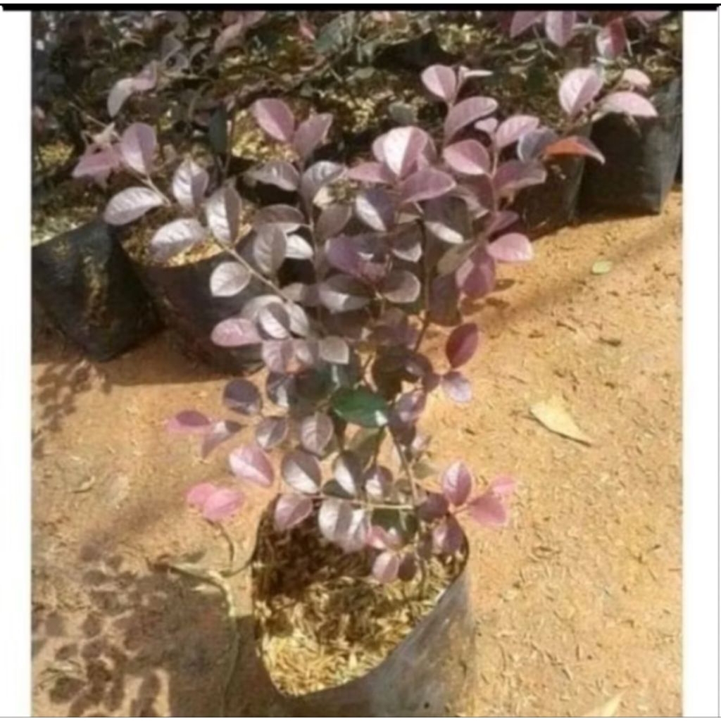 Tanaman Hias Clorofitalium / Tanaman Bidara Merah / Tanaman hias bidara