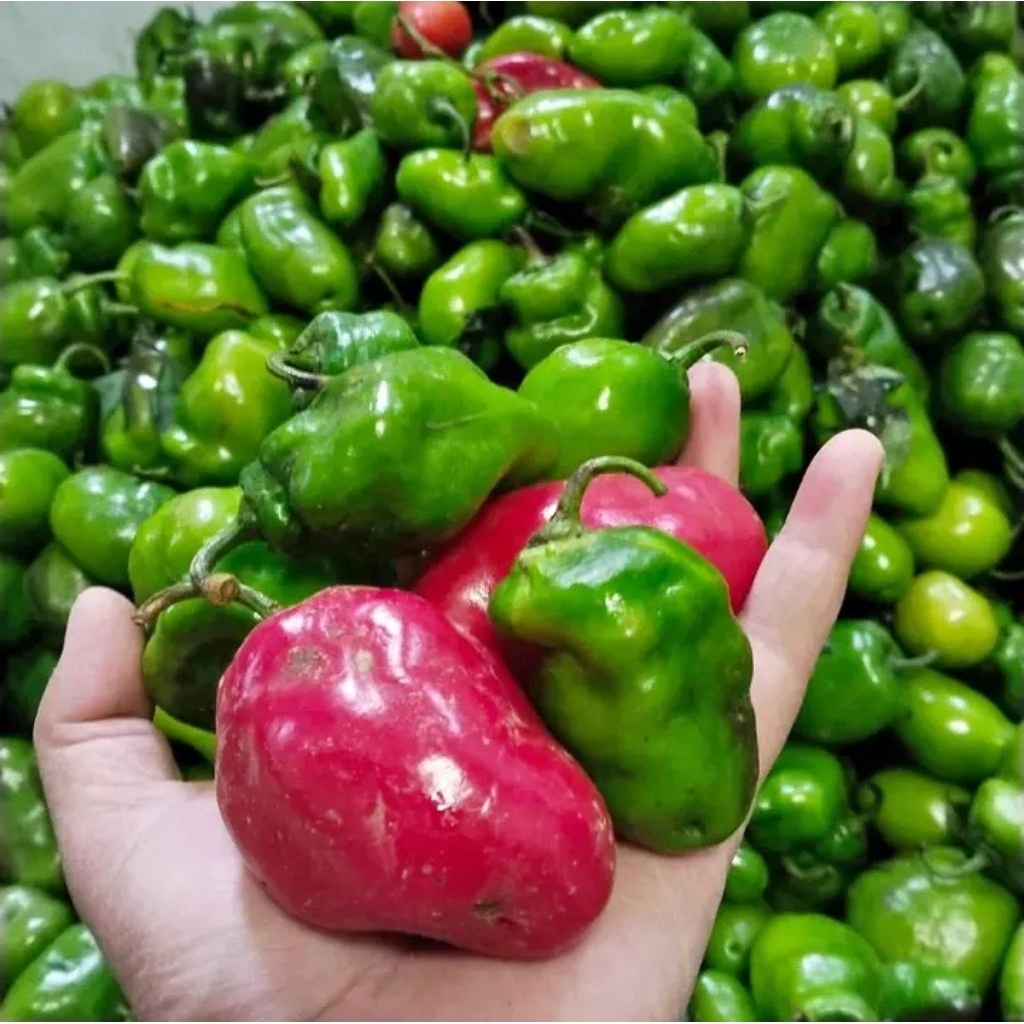 

cabe gendot segar langsung dari petani 250gram