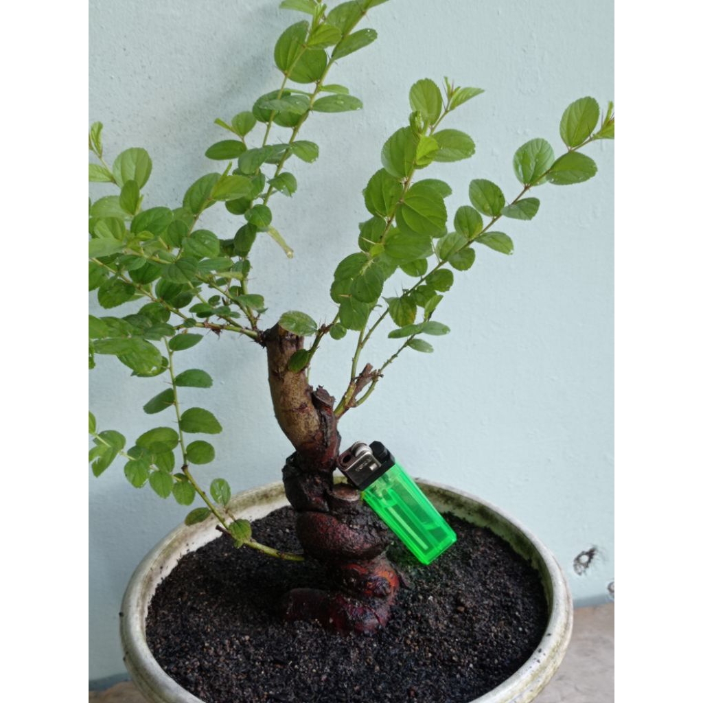 bahan bonsai bidara arab REALPIC
