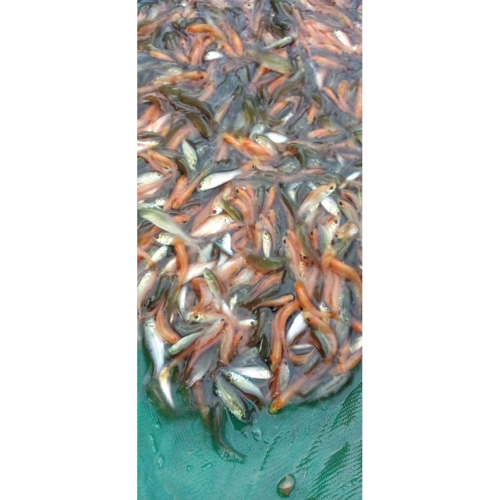 IKAN TERAPI UK4 CM  gratis pakan LEMON DAN GREN isi 50 EKOR.