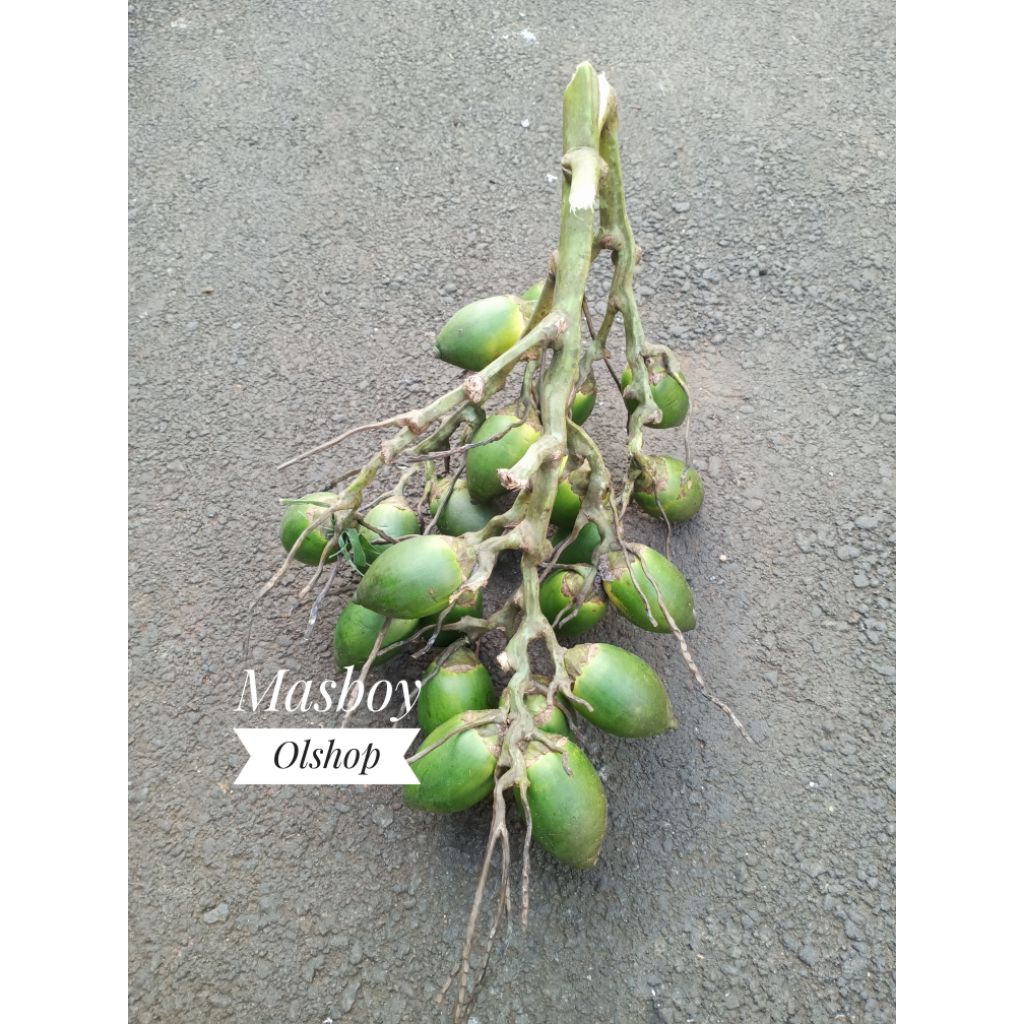 

500gr Buah Pinang Muda Fress / Buah Jambe Muda