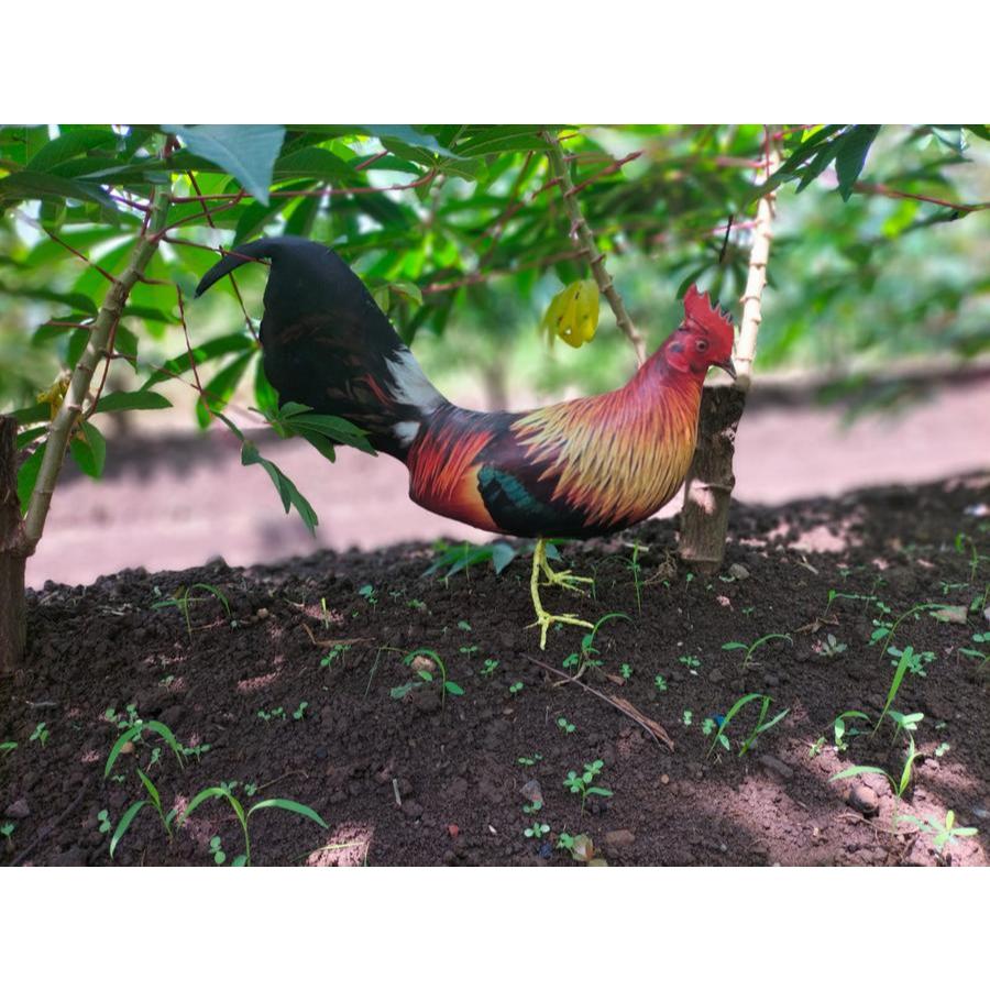 alat pikat ayam hutan merah sumatra jantan dan betina/jontrot patung dekoy ayam utan