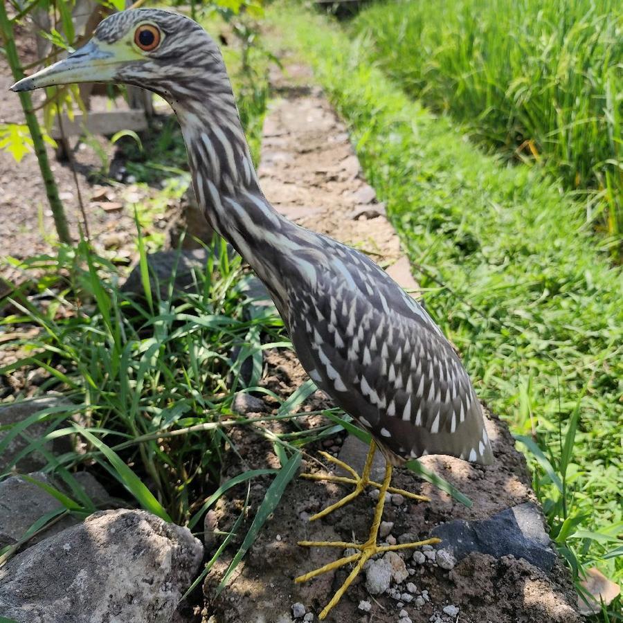 jontrot boneka burung koak coklat/boneka patung dekoy manuk goak coklat mirip asli